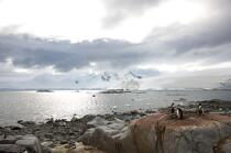 Port Lockroy en Antarctique. © Philip Plisson / Plisson La Trinité / AA18616 - Nos reportages photos - Manchot papou