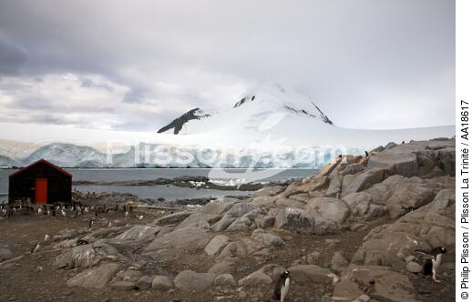 Port Lockroy en Antarctique. - © Philip Plisson / Plisson La Trinité / AA18617 - Nos reportages photos - Manchot papou