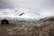 Port Lockroy en Antarctique. © Philip Plisson / Plisson La Trinité / AA18617 - Nos reportages photos - Manchot papou