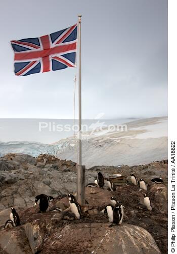 Port Lockroy en Antarctique. - © Philip Plisson / Plisson La Trinité / AA18622 - Nos reportages photos - Manchot papou