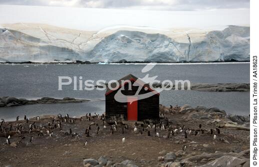 Port Lockroy in Antarctica. - © Philip Plisson / Plisson La Trinité / AA18623 - Photo Galleries - Papou penguin