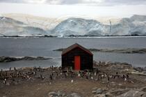 Port Lockroy en Antarctique. © Philip Plisson / Plisson La Trinité / AA18623 - Nos reportages photos - Manchot papou