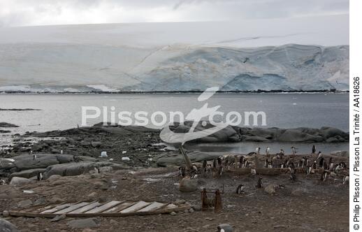 Manchot Papou à Port Lockroy en Antarctique. - © Philip Plisson / Plisson La Trinité / AA18626 - Nos reportages photos - Site (Antarctique)