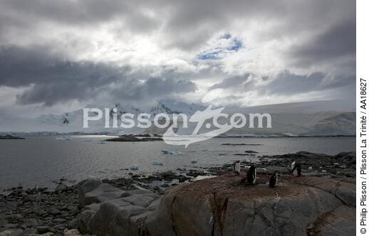 Manchot Papou à Port Lockroy en Antarctique. - © Philip Plisson / Plisson La Trinité / AA18627 - Nos reportages photos - Port Lockroy