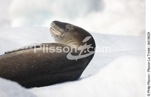 Leopard seal - © Philip Plisson / Plisson La Trinité / AA18629 - Photo Galleries - Sea mammal
