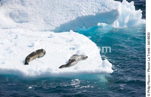 Leopard seal - © Philip Plisson / Plisson La Trinité / AA18630 - Photo Galleries - Antarctica