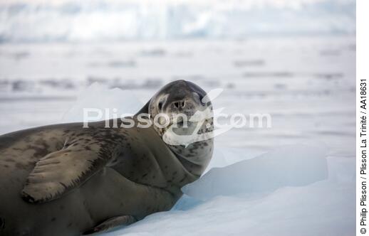 Leopard seal - © Philip Plisson / Plisson La Trinité / AA18631 - Photo Galleries - Antarctica