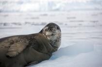 Leopard seal © Philip Plisson / Plisson La Trinité / AA18631 - Photo Galleries - Antarctica