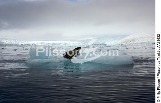 Leopard seal - © Philip Plisson / Plisson La Trinité / AA18632 - Photo Galleries - Antarctica