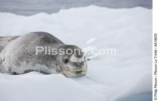 Phoque léopard - © Philip Plisson / Plisson La Trinité / AA18633 - Nos reportages photos - Antarctique