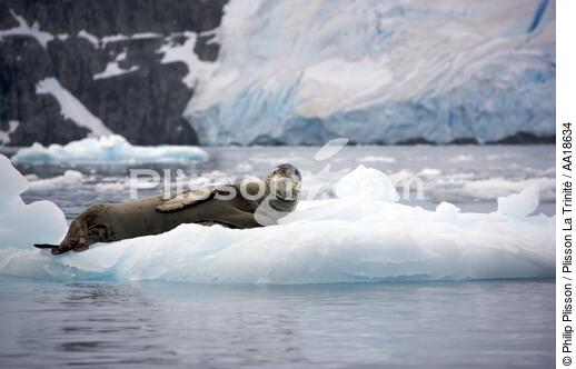 Phoque léopard - © Philip Plisson / Plisson La Trinité / AA18634 - Nos reportages photos - Antarctique