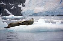 Leopard seal © Philip Plisson / Plisson La Trinité / AA18634 - Photo Galleries - Sea mammal