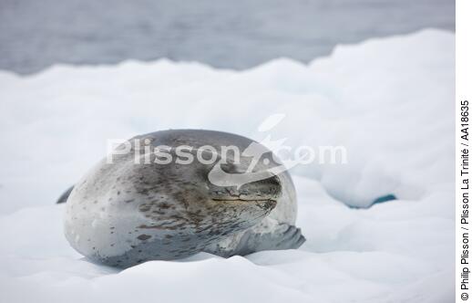 Phoque léopard - © Philip Plisson / Plisson La Trinité / AA18635 - Nos reportages photos - Antarctique