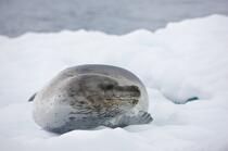 Phoque léopard © Philip Plisson / Plisson La Trinité / AA18635 - Nos reportages photos - Antarctique