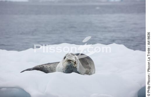 Phoque léopard - © Philip Plisson / Plisson La Trinité / AA18636 - Nos reportages photos - Antarctique