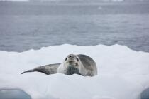 Leopard seal © Philip Plisson / Plisson La Trinité / AA18636 - Photo Galleries - Antarctica