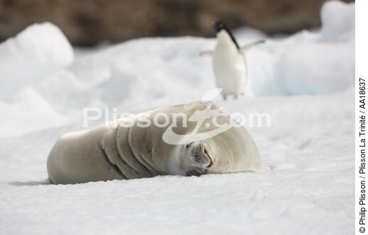 Phoque en Antarctique. - © Philip Plisson / Plisson La Trinité / AA18637 - Nos reportages photos - Antarctique