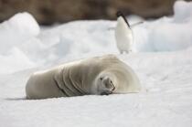 Seal in Antarctica. © Philip Plisson / Plisson La Trinité / AA18637 - Photo Galleries - Antarctica