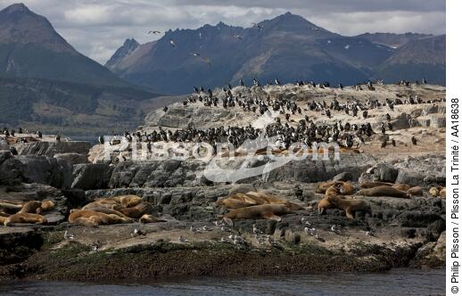 Seals and penguins in Antarctica. - © Philip Plisson / Plisson La Trinité / AA18638 - Photo Galleries - Antarctica