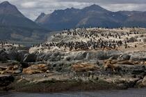 Seals and penguins in Antarctica. © Philip Plisson / Plisson La Trinité / AA18638 - Photo Galleries - Antarctica