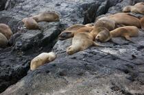 Seals in Antarctica. © Philip Plisson / Plisson La Trinité / AA18639 - Photo Galleries - Sea mammal