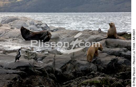 Phoques en Antarctique. - © Philip Plisson / Plisson La Trinité / AA18641 - Nos reportages photos - Mammifère marin