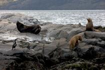 Phoques en Antarctique. © Philip Plisson / Plisson La Trinité / AA18641 - Nos reportages photos - Mammifère marin