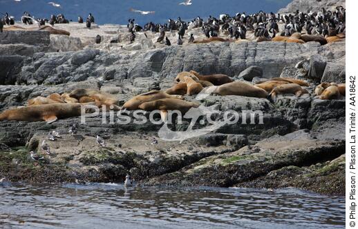 Phoques et manchots en Antarctique. - © Philip Plisson / Plisson La Trinité / AA18642 - Nos reportages photos - Mammifère marin