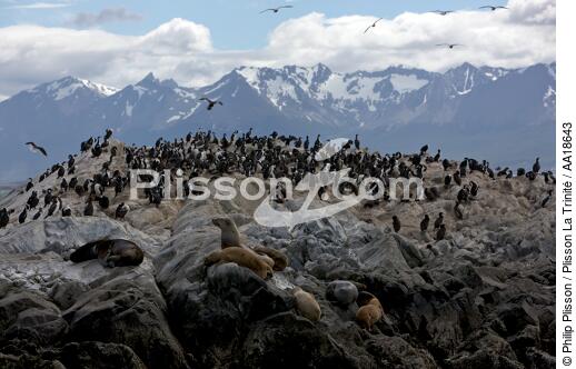 Phoques et manchots en Antarctique. - © Philip Plisson / Plisson La Trinité / AA18643 - Nos reportages photos - Mammifère marin