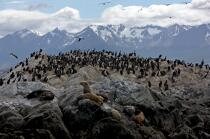 Seals and penguins in Antarctica. © Philip Plisson / Plisson La Trinité / AA18643 - Photo Galleries - Penguin