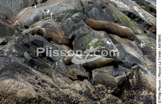 Phoques en Antarctique. - © Philip Plisson / Plisson La Trinité / AA18645 - Nos reportages photos - Mammifère marin