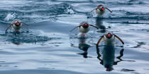 Papou penguins. © Philip Plisson / Plisson La Trinité / AA18651 - Photo Galleries - Papou penguin