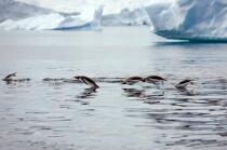 Papou penguins. © Philip Plisson / Plisson La Trinité / AA18653 - Photo Galleries - Antarctica