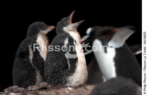 Young Papou penguins. - © Philip Plisson / Plisson La Trinité / AA18655 - Photo Galleries - Antarctica
