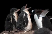 Young Papou penguins. © Philip Plisson / Plisson La Trinité / AA18655 - Photo Galleries - Papou penguin