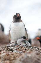 Papou penguins. © Philip Plisson / Plisson La Trinité / AA18658 - Photo Galleries - Papou penguin