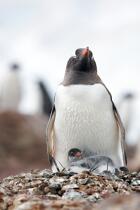 Papou penguins. © Philip Plisson / Plisson La Trinité / AA18659 - Photo Galleries - Papou penguin