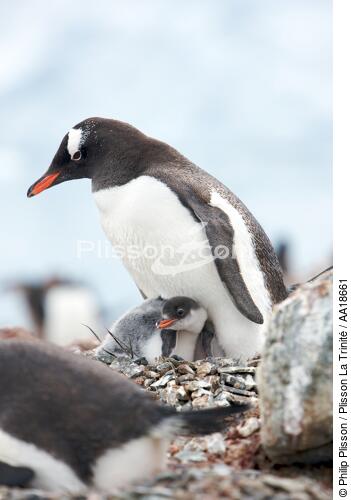 Papou penguins. - © Philip Plisson / Plisson La Trinité / AA18661 - Photo Galleries - Antarctica