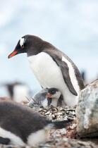 Papou penguins. © Philip Plisson / Plisson La Trinité / AA18661 - Photo Galleries - Antarctica
