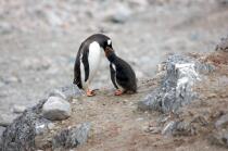 Papou penguins. © Philip Plisson / Plisson La Trinité / AA18662 - Photo Galleries - Seabird