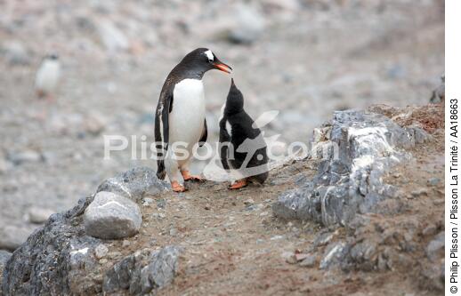 Papou penguins. - © Philip Plisson / Plisson La Trinité / AA18663 - Photo Galleries - Antarctica