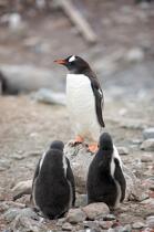 Papou penguins. © Philip Plisson / Plisson La Trinité / AA18664 - Photo Galleries - Seabird
