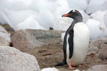 Papou penguins. © Philip Plisson / Plisson La Trinité / AA18666 - Photo Galleries - Antarctica