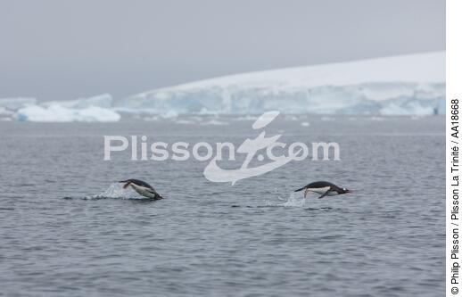 Papou penguins. - © Philip Plisson / Plisson La Trinité / AA18668 - Photo Galleries - Antarctica