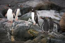 Papou penguins. © Philip Plisson / Plisson La Trinité / AA18669 - Photo Galleries - Papou penguin