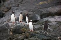 Papou penguins. © Philip Plisson / Plisson La Trinité / AA18670 - Photo Galleries - Papou penguin