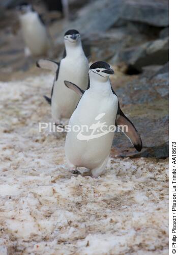Manchots jugulaire. - © Philip Plisson / Plisson La Trinité / AA18673 - Nos reportages photos - Antarctique