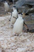 Manchots jugulaire. © Philip Plisson / Plisson La Trinité / AA18673 - Nos reportages photos - Antarctique