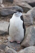 Jugular penguins. © Philip Plisson / Plisson La Trinité / AA18675 - Photo Galleries - Seabird