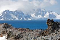Colonie de manchots jugulaire en Antarctique. © Philip Plisson / Plisson La Trinité / AA18678 - Nos reportages photos - Faune